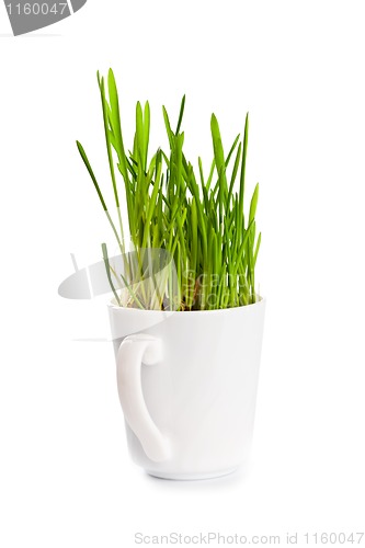 Image of green grass in coffee cup