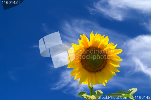 Image of Sunflower against blue sky 