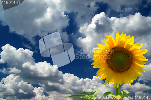 Image of Sunflower against  blue sky with clouds