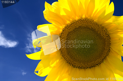 Image of Closeup of yellow sunflower 