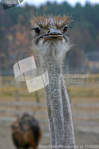 Image of ostrich