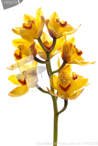Image of Fresh bright yellow orchid
