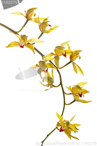Image of Fresh bright yellow orchid