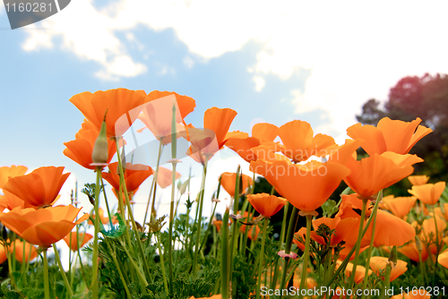 Image of Orange Poppies Field 