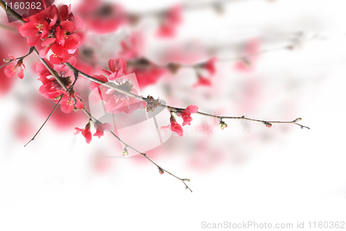 Image of Cherry Blossoms