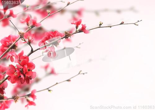 Image of Cherry Blossoms