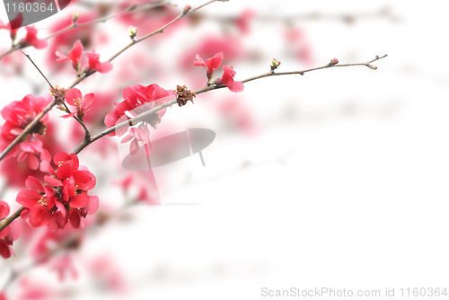 Image of Cherry Blossoms