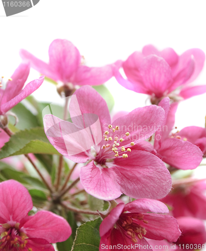 Image of pink flowers