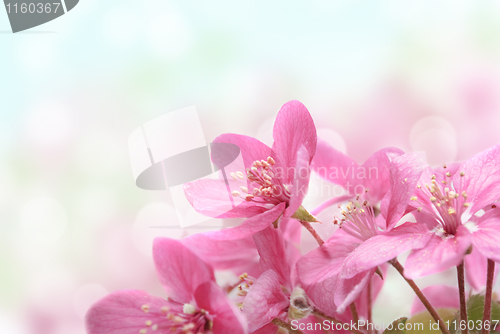 Image of Cherry Blossoms