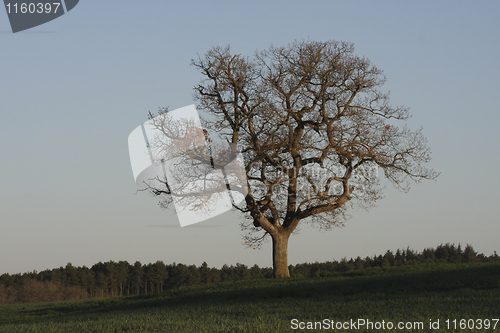 Image of Single tree in the light of dawn