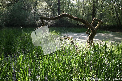 Image of Dead tree in a pond.