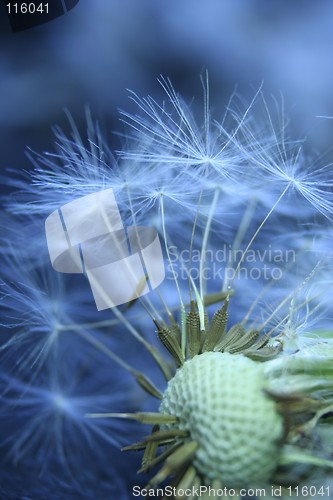 Image of Dandelion