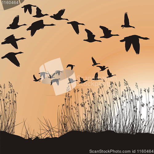 Image of Reeds and Geese