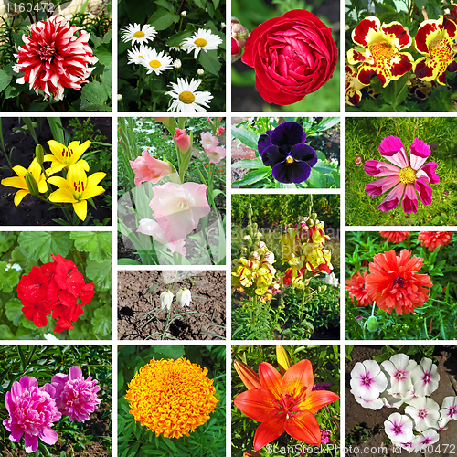 Image of Floral collage
