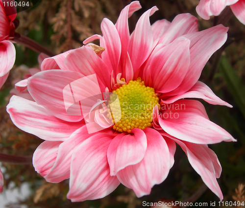 Image of Pink flower