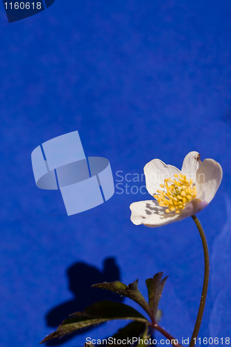 Image of wood anemone