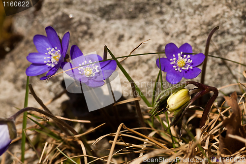 Image of hepatica nobili