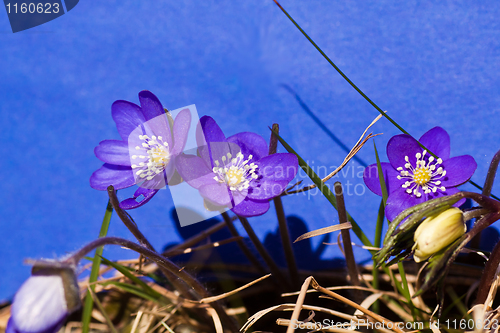 Image of hepatica