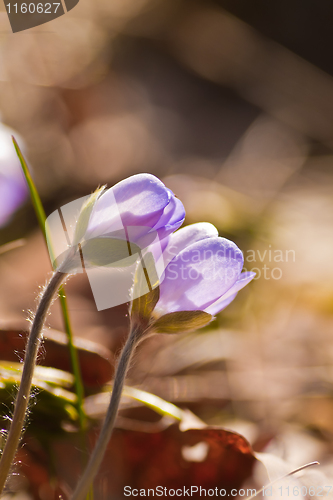 Image of liverleaf