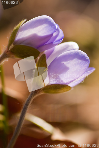 Image of Blue anemones