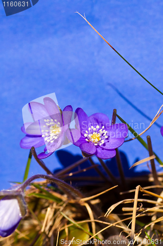 Image of Blue anemones