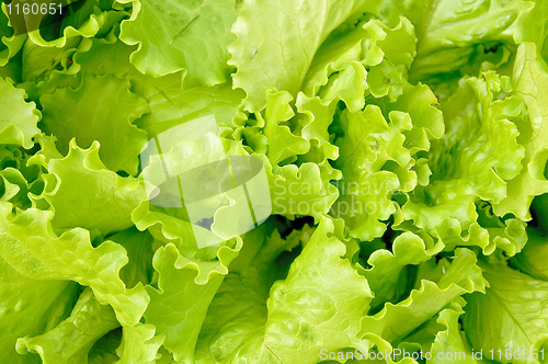 Image of The texture of the lettuce