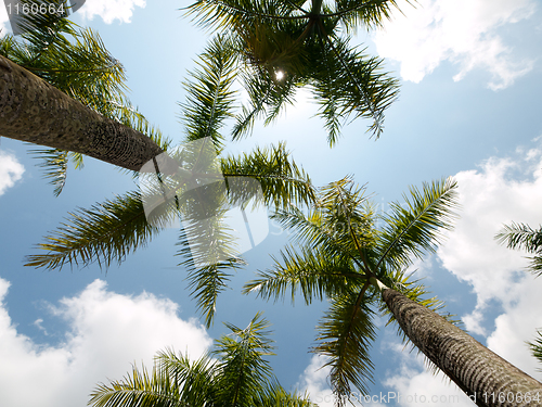 Image of Coconut trees