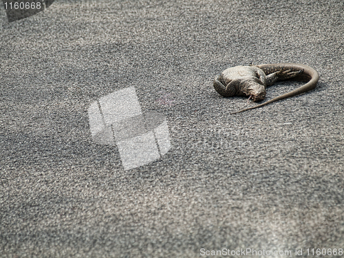 Image of Dead iguana