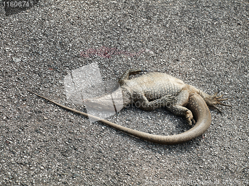 Image of Dead iguana