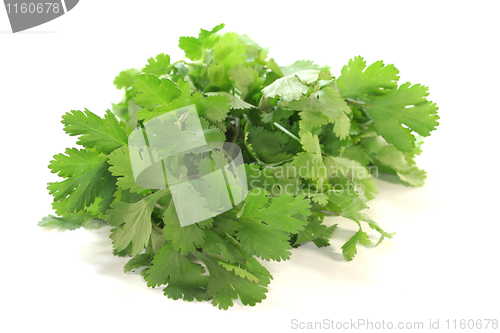 Image of Coriander