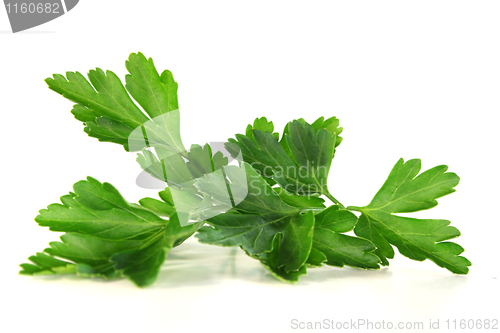 Image of Parsley