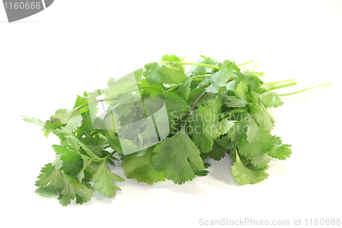 Image of Coriander