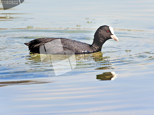 Image of Fulica atra