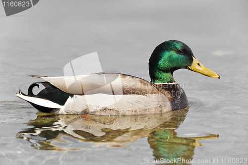 Image of mallard