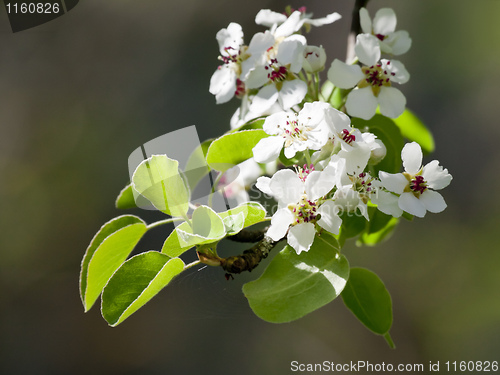 Image of pear blossom