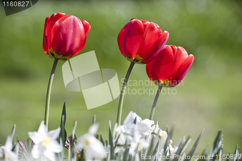 Image of red tulip