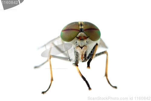 Image of Gadfly macro