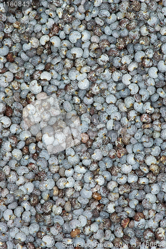 Image of Cooking ingredients - poppy seeds macro