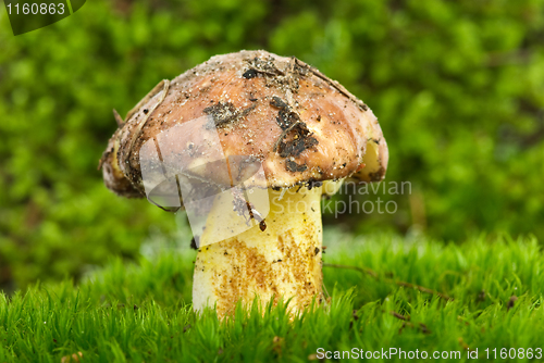 Image of Yellow boletus