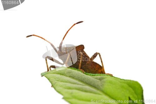 Image of Stinkbug on the green leaf