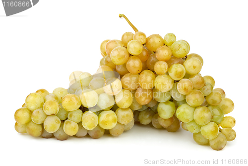 Image of Ripe green grapes
