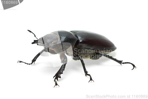 Image of Female stag beetle