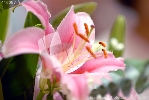 Image of Beautiful Lilies