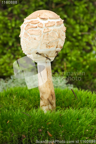 Image of Parasol Mushroom