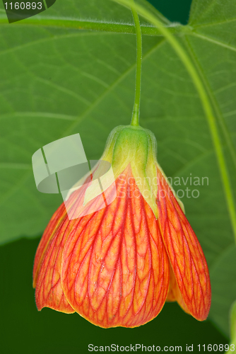 Image of Red abutilon flower close-up