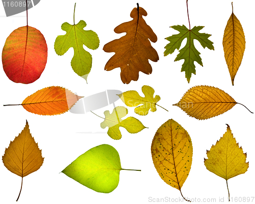 Image of Set of different autumnal leaves
