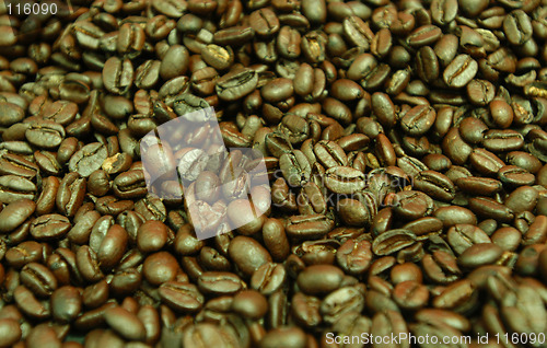 Image of Arabica