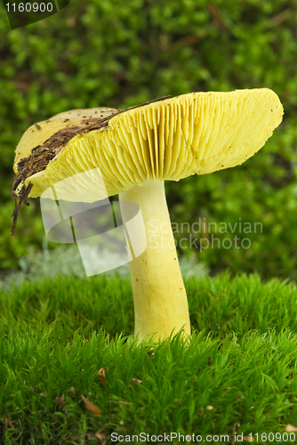 Image of Starry agaric