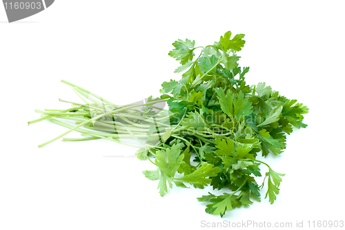 Image of Bunch of parsley