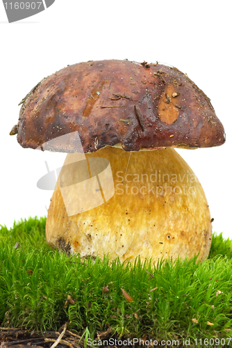 Image of Boletus growning on the moss